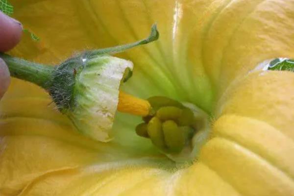 人工授粉的四个步骤,人工授粉和蜜蜂授粉的区别