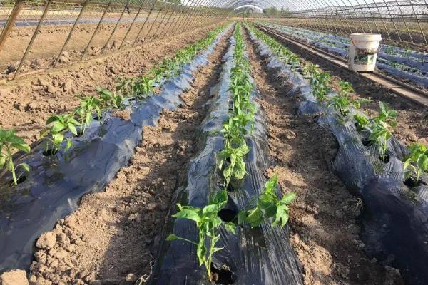 羊角椒的种植方法，种植羊角椒如何管理