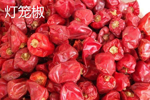 灯笼椒和小米椒有什么区别