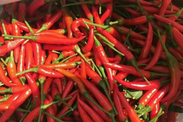 小米辣种植技术与管理,小米辣种植的地区主要在哪里