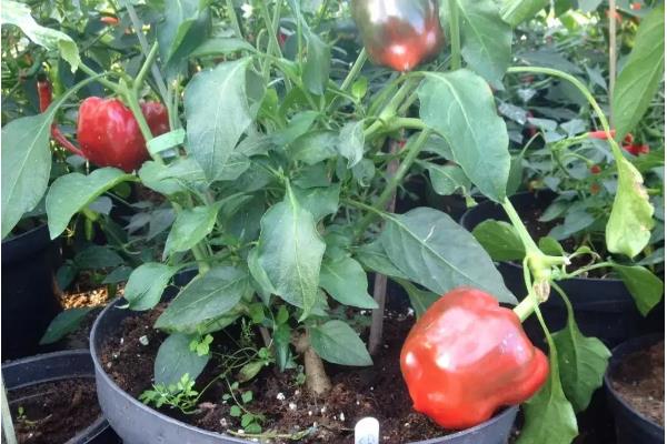 甜椒盆栽的养殖方法，怎样管理