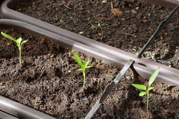 线椒的种植方法,线椒的管理方法