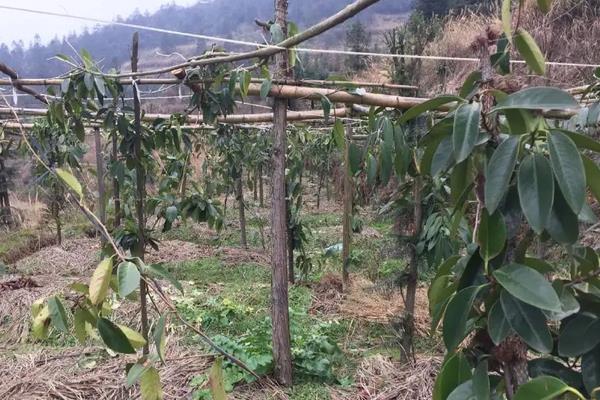 黑老虎种植气候条件,附种植方法