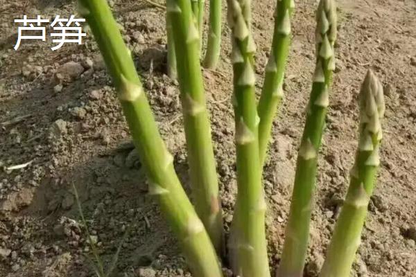 莴笋芦笋和竹笋的区别