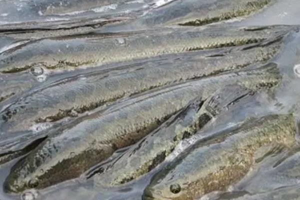 乌鱼养殖方法及条件介绍,对水质有没有要求