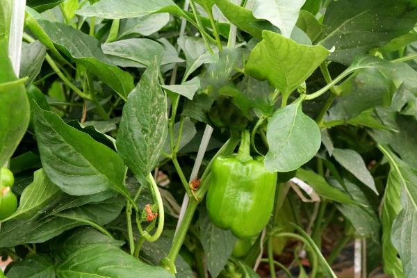 灯笼椒种植技术与管理，如何防治病虫害