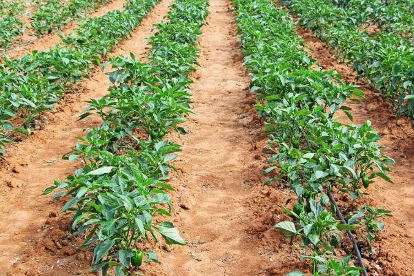 灯笼椒种植技术与管理，如何防治病虫害