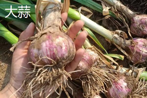 大蒜属于出芽生殖吗,附种植方法