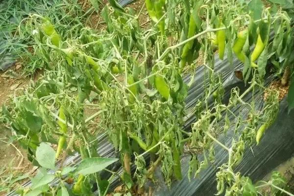 灯笼椒种植技术与管理，如何防治病虫害