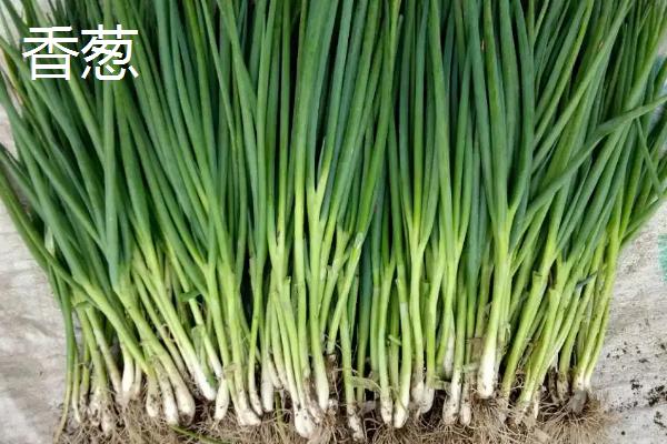 大葱小葱和香葱的区别