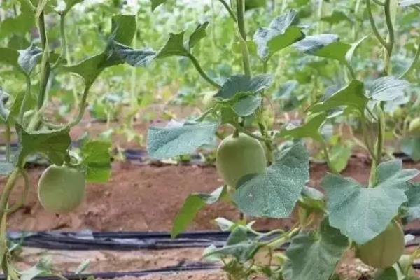 哈密瓜整枝及留瓜技术,附哈密瓜的种植方法