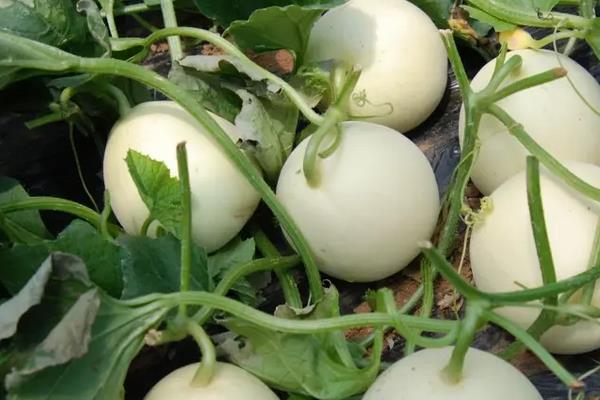 哈密瓜整枝及留瓜技术,附哈密瓜的种植方法