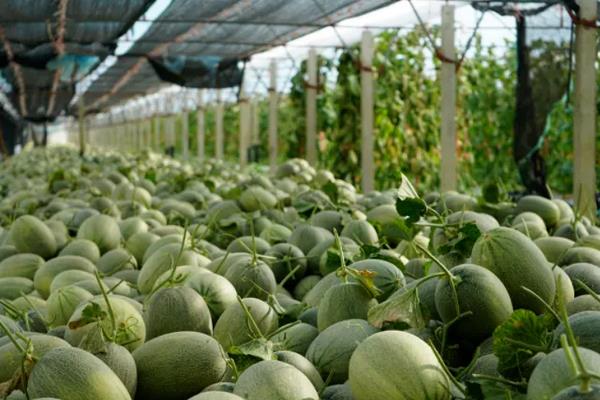 哈密瓜整枝及留瓜技术,附哈密瓜的种植方法