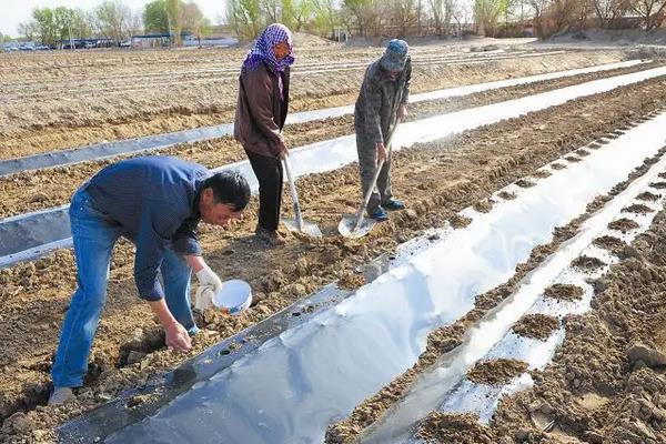哈密瓜整枝及留瓜技术,附哈密瓜的种植方法