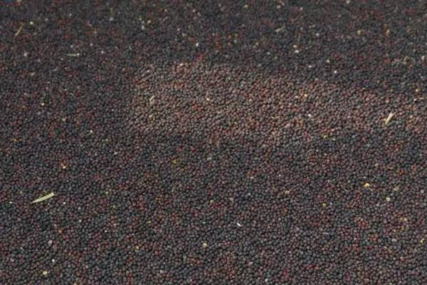 油菜几月份收割，附油菜的种植方法