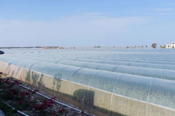 哈密瓜整枝及留瓜技术,附哈密瓜的种植方法