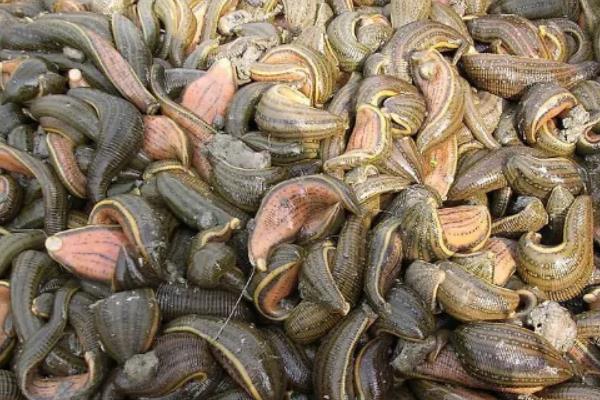 蚂蟥怎么养,被蚂蟥咬了怎么办