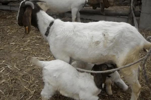 羔羊断奶方法及步骤,羔羊断奶后喂什么饲料