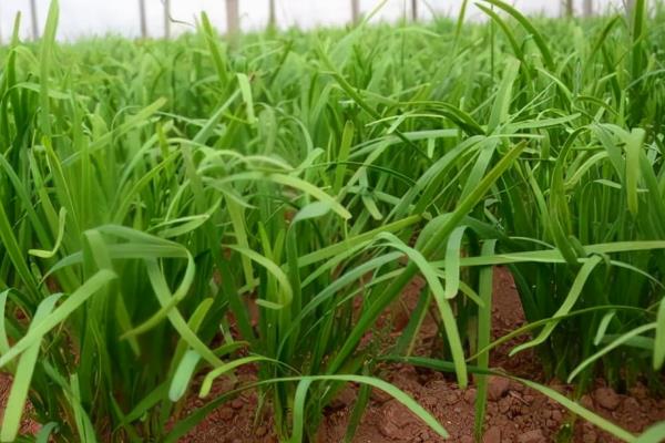韭菜的种植方法和时间,附种植的注意事项