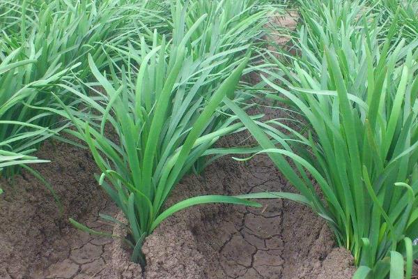 韭菜种多深合适，附韭菜种植技术