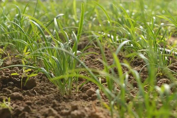 韭菜种多深合适，附韭菜种植技术