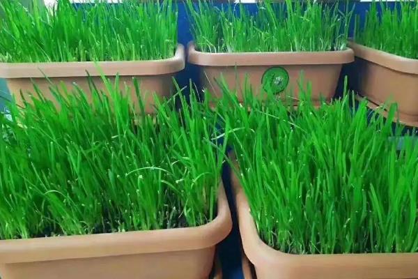 韭菜的种植方法和时间,附种植的注意事项