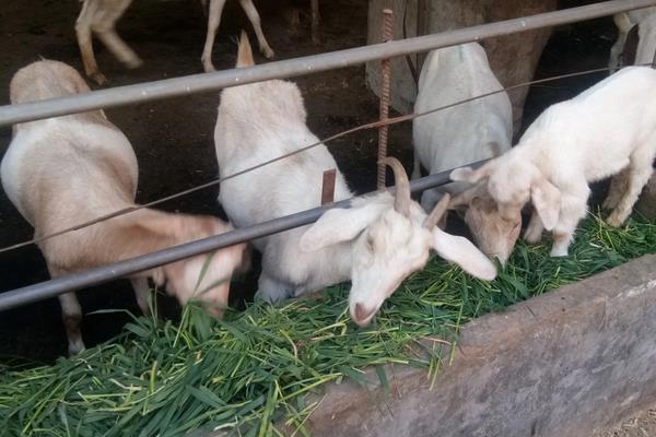 羔羊断奶方法及步骤,羔羊断奶后喂什么饲料