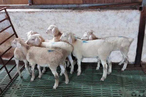 羔羊断奶方法及步骤,羔羊断奶后喂什么饲料