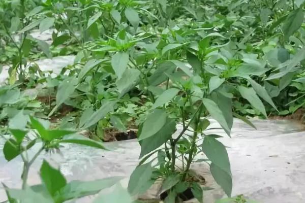 朝天椒种植技术与管理,什么时候种植好