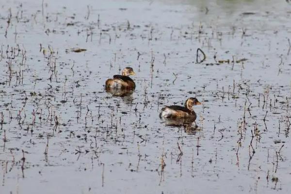 小野鸭子怎么养活,喂什么食物好
