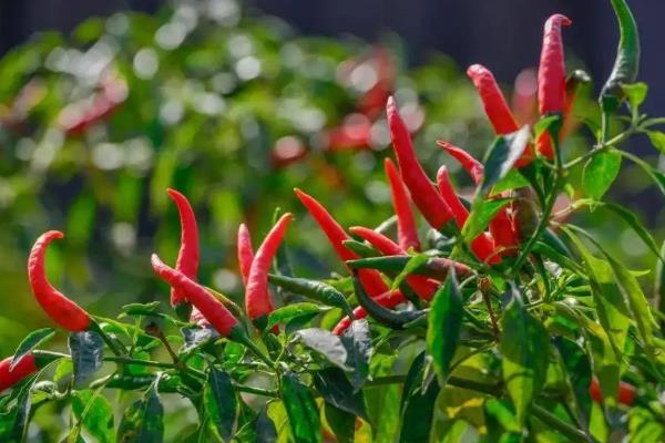 朝天椒的种植技术及亩产量，种植后如何管理