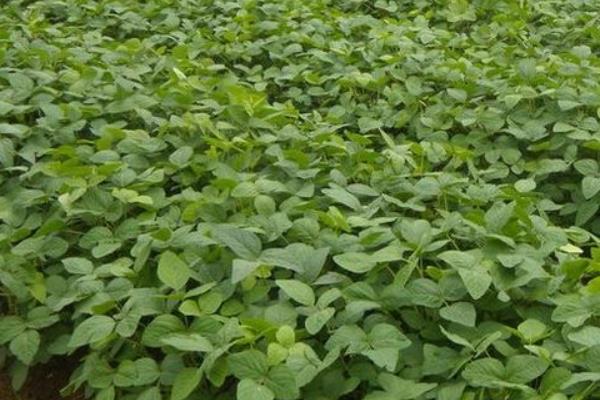 黄豆的种植时间,附种植方法