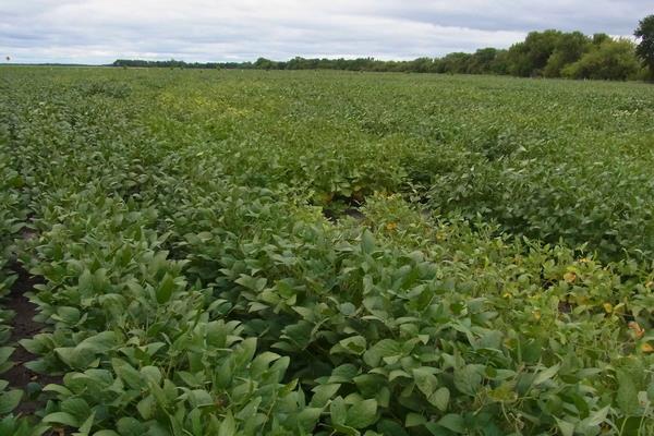 黄豆的种植时间,附种植方法