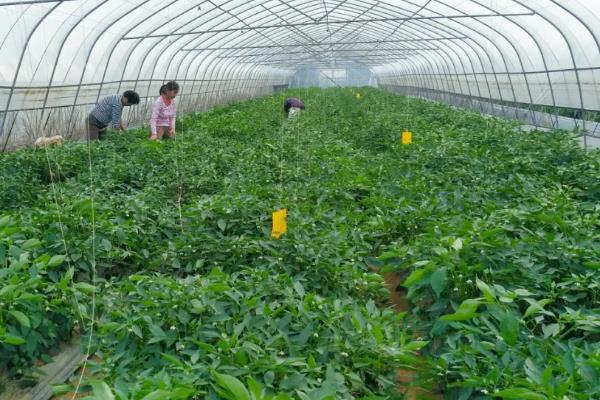 朝天椒的种植技术及亩产量，种植后如何管理