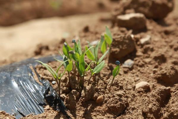 灯笼椒大棚种植技术，种植后怎么管理