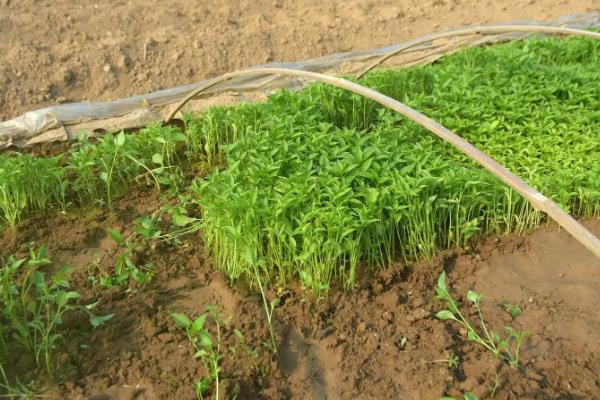 线椒的种植方法,线椒的管理方法