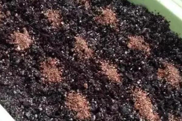 西瓜籽怎么种才能种出西瓜,西瓜籽需要泡多久才能发芽