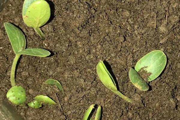 西瓜籽怎么种才能种出西瓜,西瓜籽需要泡多久才能发芽