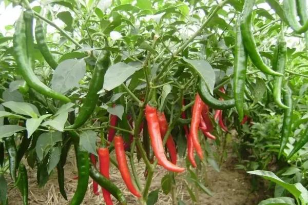 羊角椒种植技术,种植后怎么管理