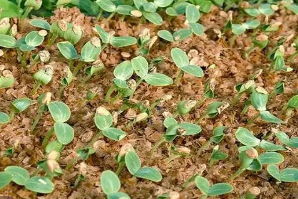 西瓜籽怎么种才能种出西瓜,西瓜籽需要泡多久才能发芽