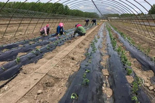 羊角椒种植技术,种植后怎么管理
