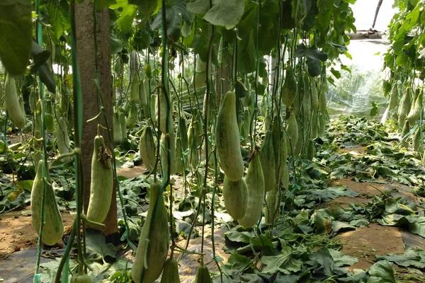 羊角蜜甜瓜适合在什么地区种植，附种植方法