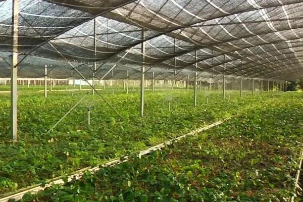 子弹头辣椒种子怎么种,子弹头辣椒和朝天椒有什么区别