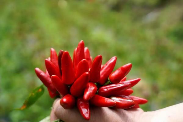 子弹头辣椒种子怎么种,子弹头辣椒和朝天椒有什么区别