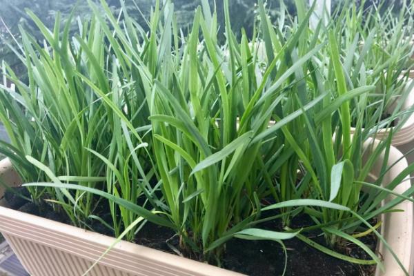 韭菜盆栽种植方法如下,盆栽韭菜管理方法