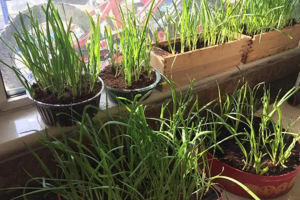 韭菜盆栽种植方法如下,盆栽韭菜管理方法