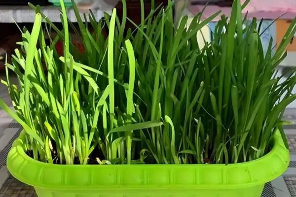 韭菜盆栽种植方法如下,盆栽韭菜管理方法