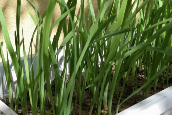 韭菜盆栽种植方法如下,盆栽韭菜管理方法