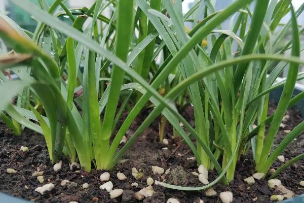 韭菜兰的养殖方法，韭菜兰的叶子为什么都趴着