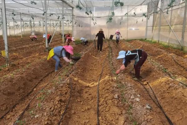 线椒的种植方法,线椒的管理方法